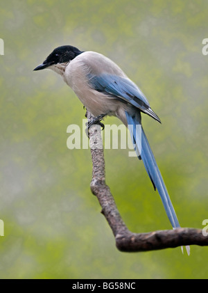Azure-Winged (cyanopica cyana) Magpie Banque D'Images