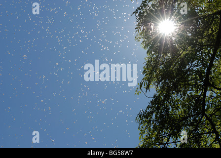 APIS mellifera, abeilles domestiques essaimant dans les arbres, pays de Galles, printemps 2009, Royaume-Uni. Banque D'Images