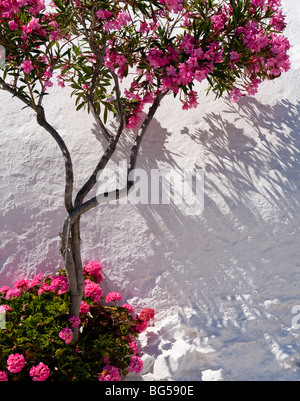 De plus en plus de l'usine de bougainvillées rose contre un mur blanc en Grèce et Casting Shadows Banque D'Images