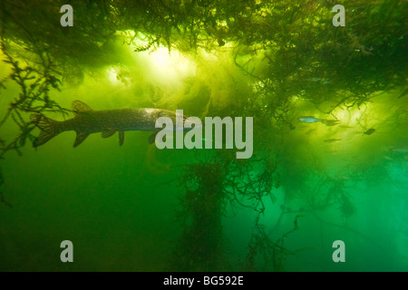 Un grand brochet (Esox lucius) dans un environnement naturel. La surface de l'eau tend vers une couverture d'algues filamenteuses. Banque D'Images