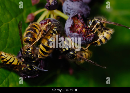 Wasps communes, Vesputa vulgaris, alimentation sur Vitis vinifera, raisin dessert, 'Bleu de Gagarine' sur la vigne, pays de Galles, Royaume-Uni. Banque D'Images