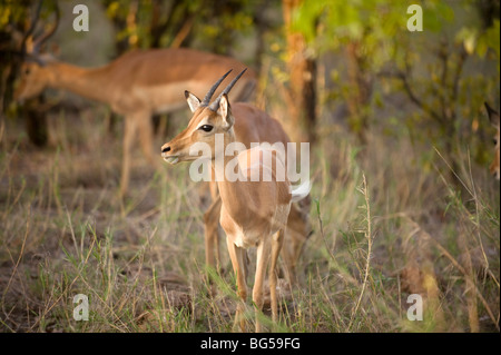 Impala. Le Parc National de Kruger. L'Afrique du Sud Banque D'Images