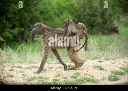 Mère et bébé babouin, Kruger National Park. Afrique du Sud/ Banque D'Images