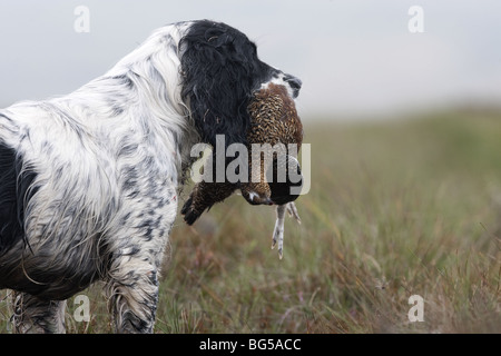Spaniel Chien avec Red Grouse Banque D'Images