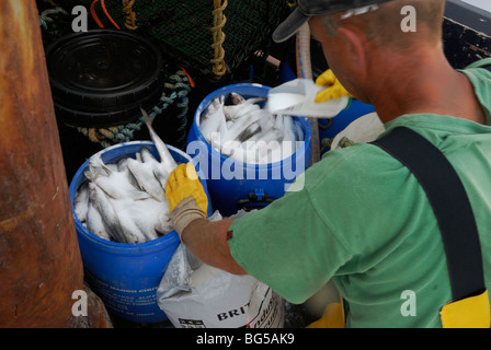 Salage des appâts décongelés pêcheur à bord d'un bateau de pêche, la baie de Cardigan, Wales. Banque D'Images