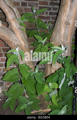 Les racines et la nouvelle croissance de Buddleia Crispa ou arbre aux papillons de l'Himalaya, à l'ouest de Londres UK Banque D'Images