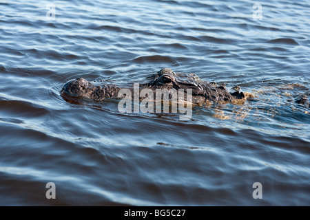 Baignade dans le everlgades Alligator, également appelé alligator alley en Floride, USA Banque D'Images