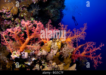 Les récifs coralliens de la mer Rouge, sous-marin, les récifs coralliens tropicaux doux, l'eau, bleu, profond, visibilité, diver, silhouette, coloré, de l'océan, Banque D'Images