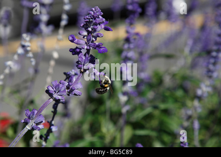 Purple Meadow Clary Salvia pratensis avec bourdon personne d'au-dessus du ciel flou arrière-plan flou aux États-Unis Banque D'Images