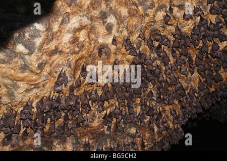 Rousette de Geoffroy, ou des chauves-souris communes Rousette, Rousettus amplexicaudatus, le repos dans la grotte de Goa Lawah Pura, ou Bat Cave Temple à Bali, Indonésie Banque D'Images