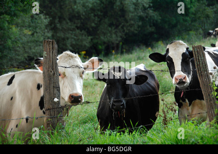 Trois vaches laitières à travers une barrière de barbelé Banque D'Images