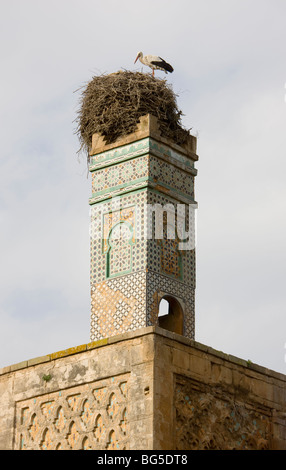 Cigognes nichent sur les ruines d'un minaret à l'époque mérinide Chellah. Le 14ème siècle, murs de la Chellah, construit sur le site d'une évaluation environnementale Banque D'Images