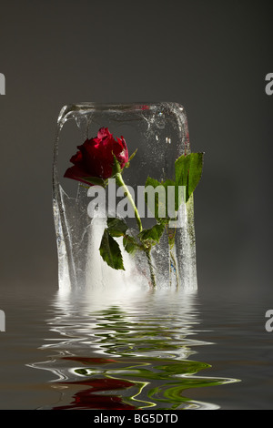 Rose en bloc de glace fondante Banque D'Images