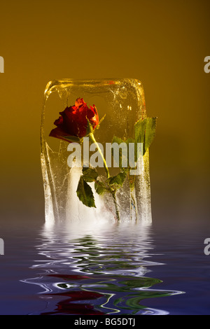 Rose en bloc de glace fondante Banque D'Images