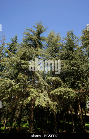 Isarael, Galilée, cèdres du Liban (Cedrus libani) par la route panoramique de la forêt Biria Banque D'Images