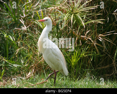 White Héron garde-boeuf (Bubulcus ibis) Banque D'Images