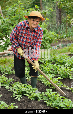 Senior woman biner les pommes de terre Banque D'Images