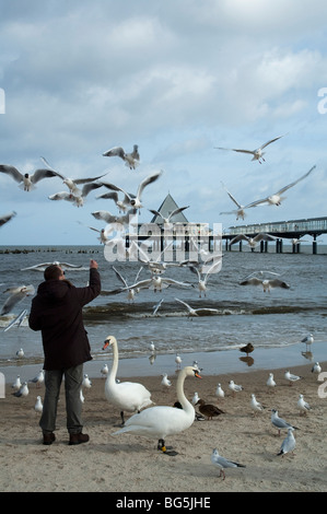 Seebrücke, Strand, & Restaurant Maximilian, Mann füttert Möven, Heringsdorf Insel Usedom,, Mecklenburg-Vorpommern, Allemagne | Pier, plage, m Banque D'Images