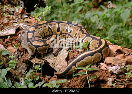 Rock Python Python sebae au soleil sur un arbre tombé dans rainforest Ghana Banque D'Images