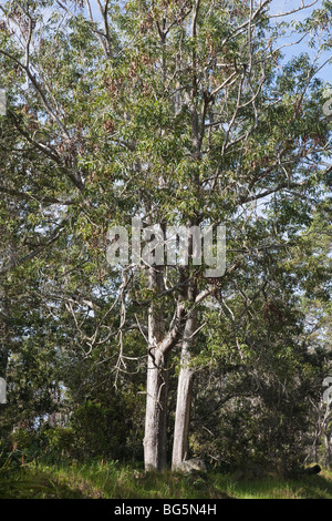 Arbre mature en koa Kona forêt. Banque D'Images