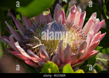 King Protea bloom à Hawaï Banque D'Images