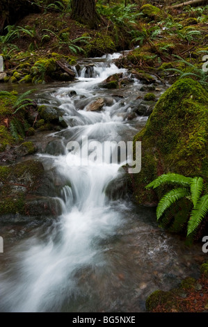 Un petit ruisseau près de naseux tombe dans la Mt. Baker National Forest, serpente jusqu'à la rivière Nooksack. Les fougères et les sapins. Banque D'Images