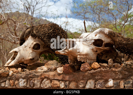 Deux crânes de l'animal sur un mur de pierre dans le parc national du Tsavo East au Kenya Banque D'Images