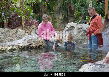 Les enfants et les parents à touch tank dans le Tennessee Aquarium à Chattanooga Tennessee Banque D'Images