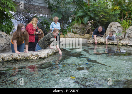 Les enfants et les parents à touch tank dans le Tennessee Aquarium à Chattanooga Tennessee Banque D'Images