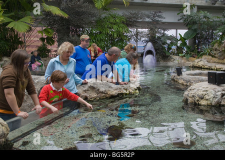 Les enfants et les parents à touch tank dans le Tennessee Aquarium à Chattanooga Tennessee Banque D'Images