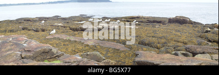 Mouettes sur granit couverts de varech vire sur Mount Desert Island, l'Acadia National Park, Maine Seawall Banque D'Images