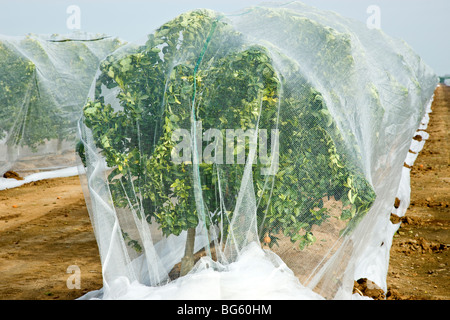 Plus de compensation d'Agrumes jeunes 'Mandarine' arbres pour empêcher la pollinisation croisée. Banque D'Images