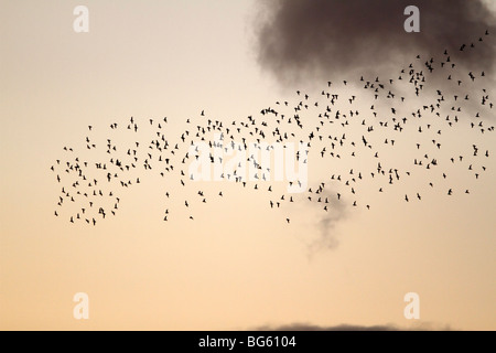 Pluvier doré Pluvialis apricaria en vol vol pour se percher au crépuscule Banque D'Images