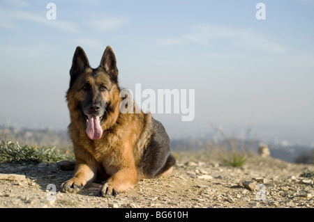 Berger allemand s'étend sur le sommet d'une colline. Banque D'Images