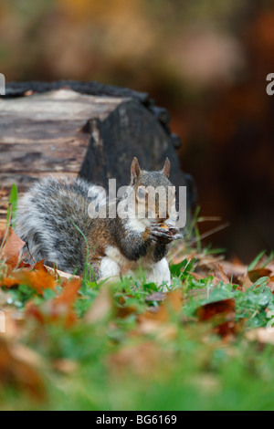 L'écureuil gris Sciurus carolinensis manger Acorn Banque D'Images