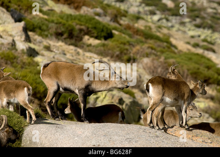 Les jeunes adultes de sexe masculin ibex espagnol femelles odeur pendant l'arrière saison du rut annuel. Banque D'Images