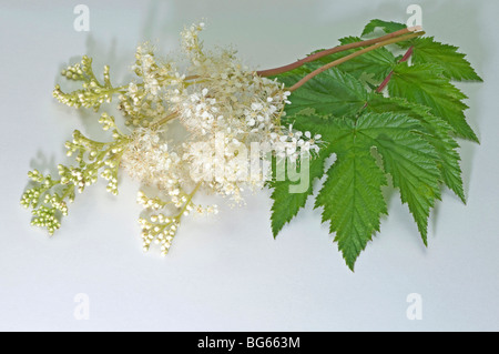 La reine-des-prés (Filipendula ulmaria). Rameaux florifères avec feuille, studio photo. Banque D'Images