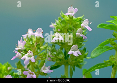 Thym commun (Thymus vulgaris), de tiges à fleurs. Banque D'Images