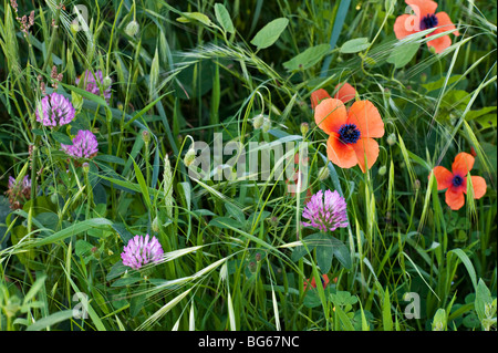 Le trèfle rouge (Trifolium pratense) et le maïs coquelicots (Papaver rhoeas) croissant dans une prairie de fleurs sauvages Banque D'Images