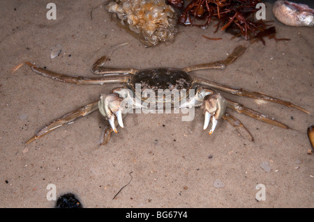 Crabe chinois (Eriocheir sinensis) en position défensive. Banque D'Images