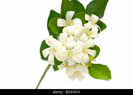 Close-up de fleurs de jasmin sur fond blanc Banque D'Images