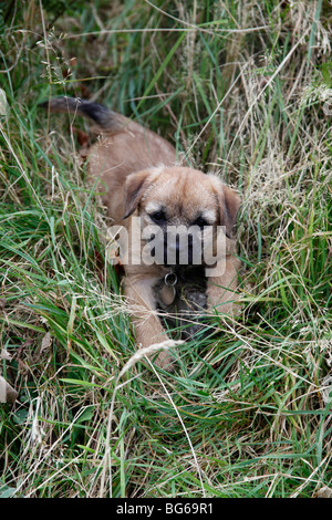 Border terrier puppy jouant dans l'herbe haute Banque D'Images