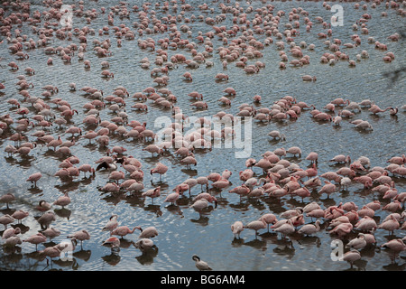 Une volée de flamants rassemble à un lac dans le Parc National d'Arusha, Tanzanie du Nord. Banque D'Images