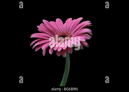 Fleur de gerbera rose sur fond noir Banque D'Images