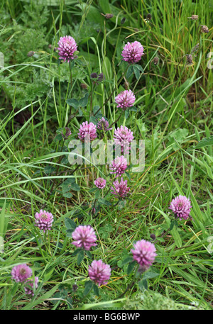 Rose rouge fleur de trèfle (Trifolium pratense) corniculé wildflower Banque D'Images