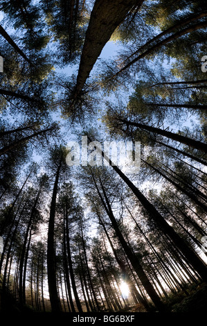 vue imprenable sur les arbres de la forêt, norfolk, angleterre Banque D'Images