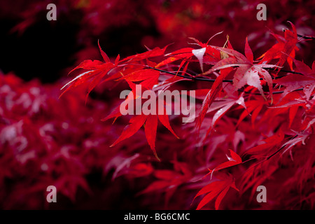 Automne couleur - rouge feuilles acer Banque D'Images