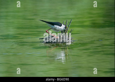 L'Italie, Piémont, Racconigi (cn), un mâle de couvaison de black-winged Stilt Banque D'Images