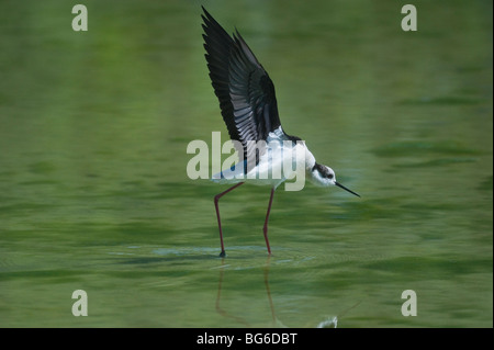 L'Italie, Piémont, Racconigi (cn), un mâle d'un black-winged Stilt battre des ailes Banque D'Images