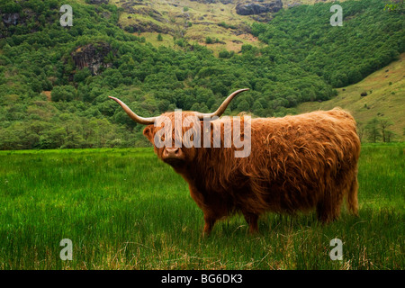Dans la région de Highland cattle Glen Nevis, Highlands, Scotland, UK Banque D'Images